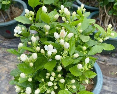 春天适合种植哪些植物？有何推荐？