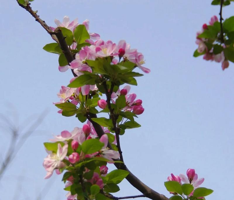 鳄鱼海棠花语代表什么？为何人们喜爱鳄鱼海棠？