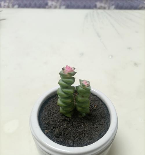 静夜开花后需要做什么处理？静夜开花后如何护理？