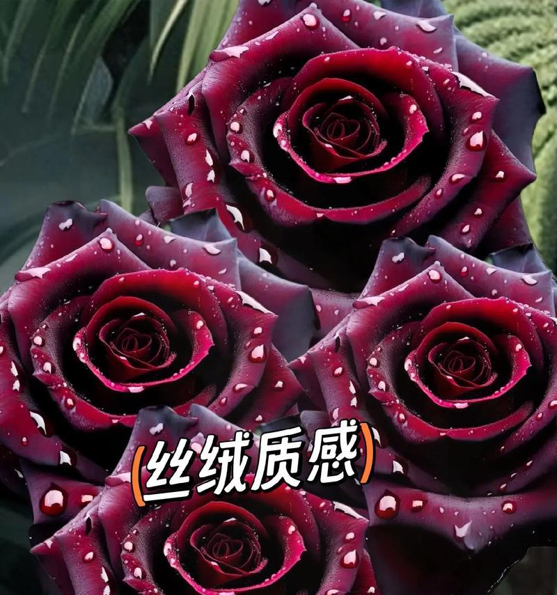 黑暗之花的花语有哪些？