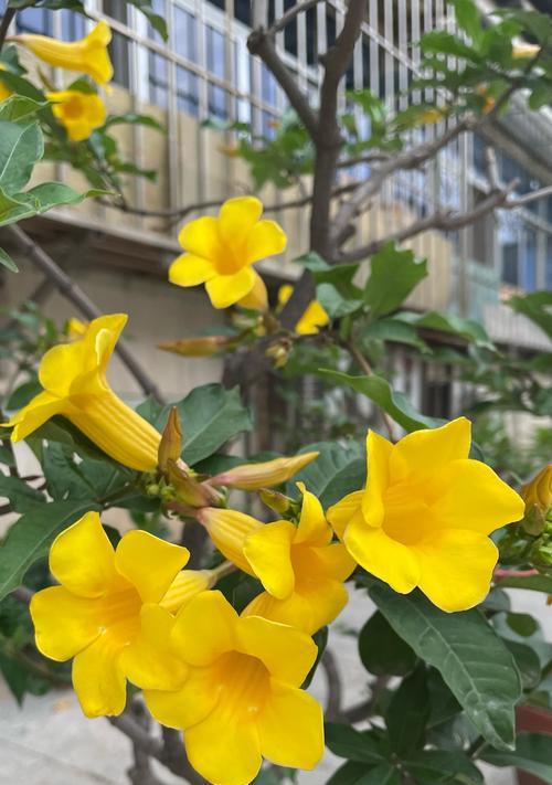 静夜开花后需要做什么处理？静夜开花后如何护理？