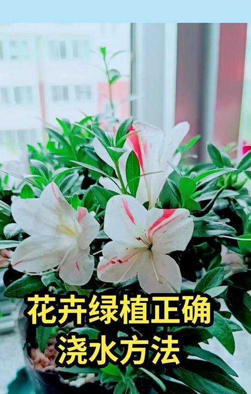 自来水如何改良后用于浇花？改良自来水浇花的好处是什么？