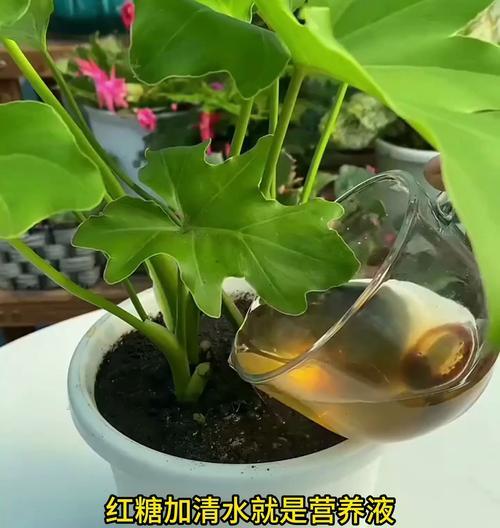 自来水如何改良后用于浇花？改良自来水浇花的好处是什么？
