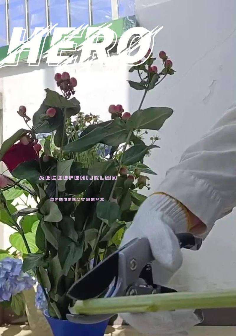 玫瑰花剪枝的最佳时机和步骤是什么？