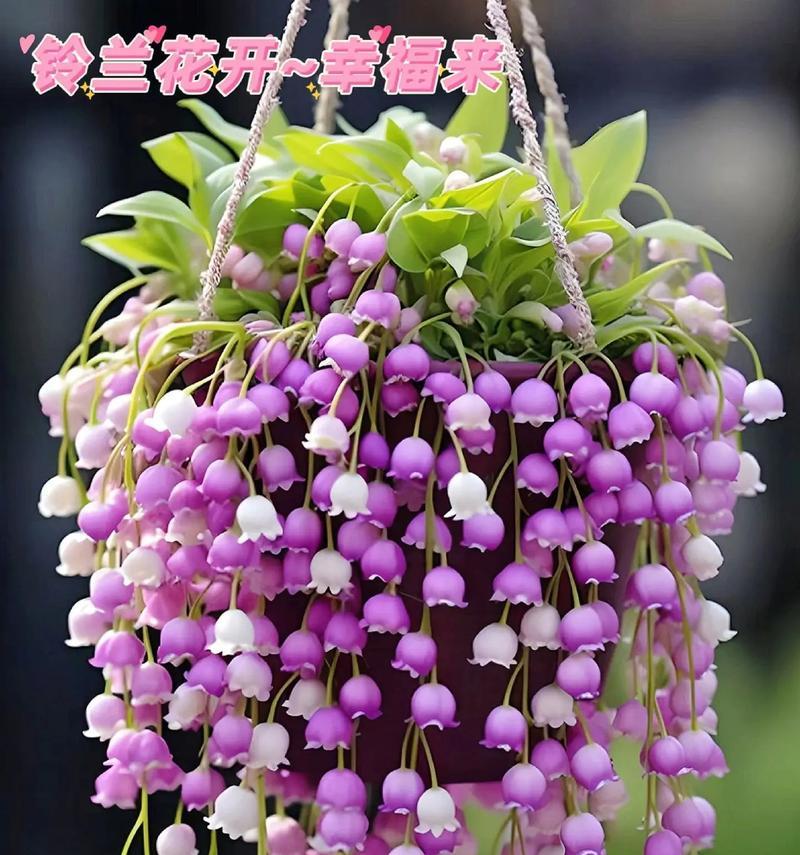 紫色花卉各自代表什么花语？