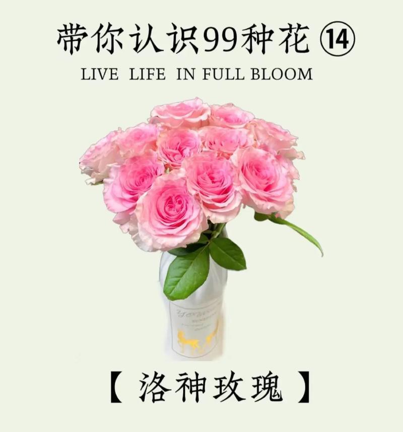 玫瑰花数量不同代表什么含义？每朵玫瑰都有什么特别的花语？