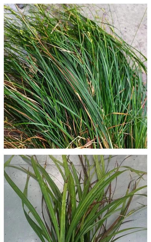 北京青绿苔草盆栽的培育情况如何？有哪些培育技巧？