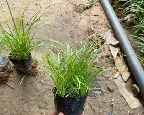 北京青绿苔草盆栽的培育情况如何？有哪些培育技巧？