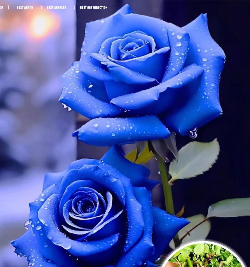 蓝色玫瑰的花语是什么意思啊？蓝色玫瑰代表了什么情感？