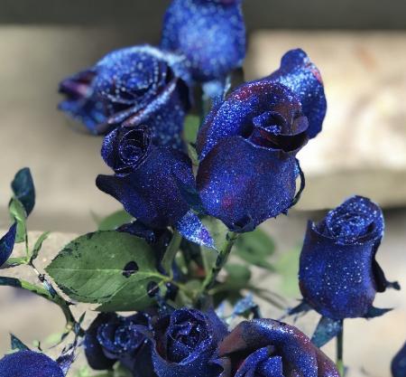 蓝色玫瑰的花语是什么意思啊？蓝色玫瑰代表了什么情感？