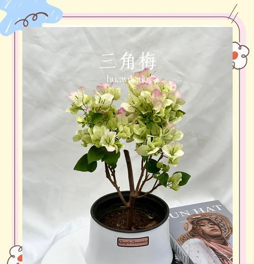 德国三角梅的养护技巧有哪些？怎样才能养得更好？