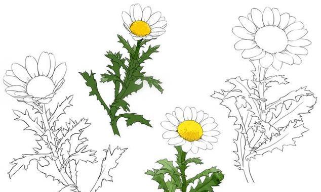雏菊和杭菊的花语有何不同？各自代表了什么？