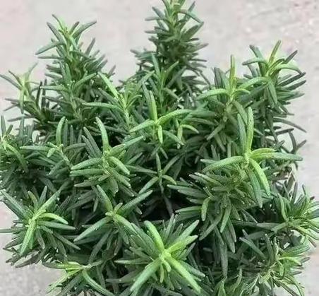 甜香花代表的含义是什么？