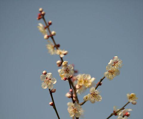 送给青梅的花语和寓意有何深意？