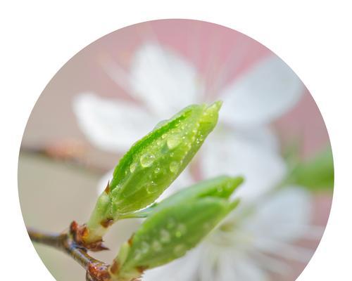 送给青梅的花语和寓意有何深意？