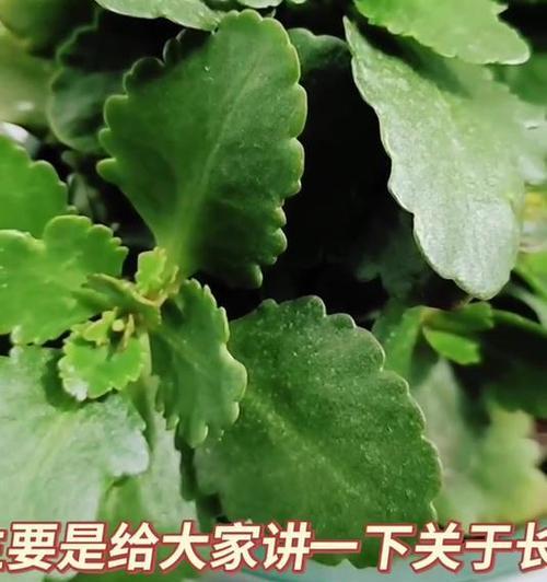 白粉病的正确治疗方法是什么？