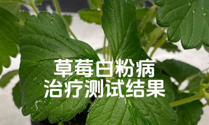 白粉病的正确治疗方法是什么？