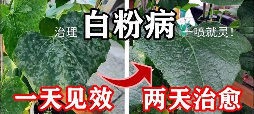 白粉病的正确治疗方法是什么？