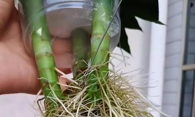 水培富贵竹繁殖的简单方法是什么？如何保证繁殖的成功率？