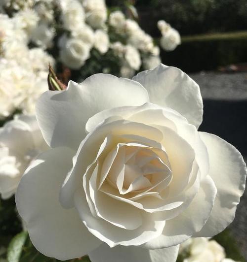 不带刺月季玫瑰的花语是什么？它象征着什么？