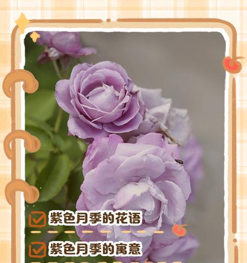 不带刺月季玫瑰的花语是什么？它象征着什么？