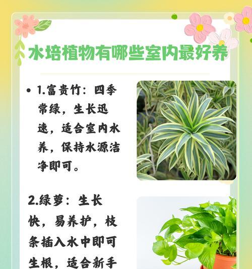 水培富贵竹繁殖的简单方法是什么？如何保证繁殖的成功率？