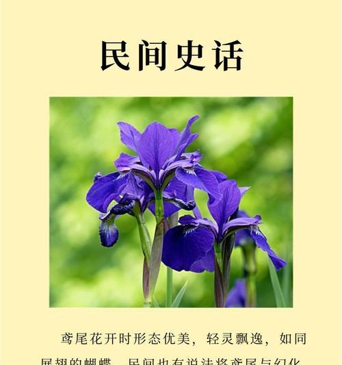 韩国流行花语代表什么？哪种花最流行？