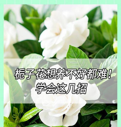新买的栀子花应该如何养护？有哪些常见问题？