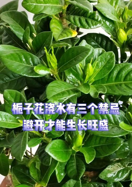新买的栀子花应该如何养护？有哪些常见问题？