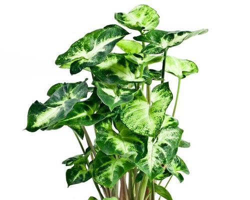 滴水观音施肥的正确方法是什么？应该使用哪种肥料？