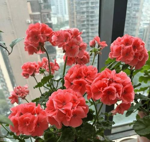 天竺葵的花语象征着什么？天竺葵花语有哪些含义？