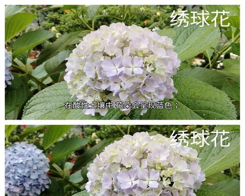 哪些花卉偏好酸性土壤？