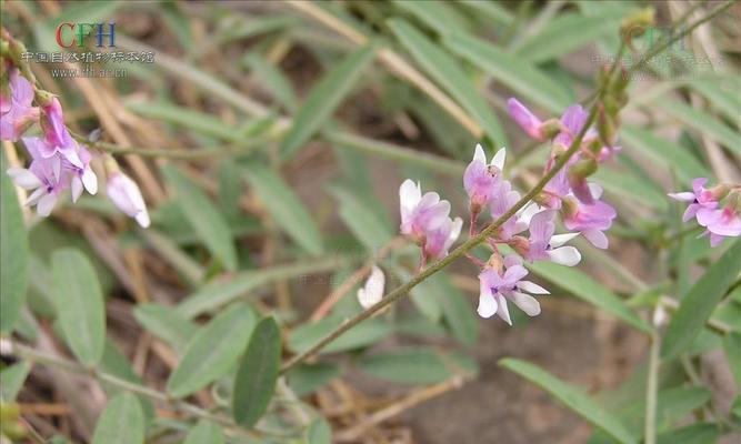 豆苗菜的花语代表什么？