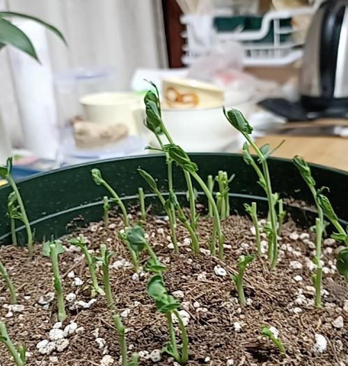 豆苗菜的花语代表什么？