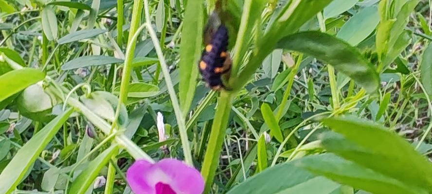 豆苗菜的花语代表什么？
