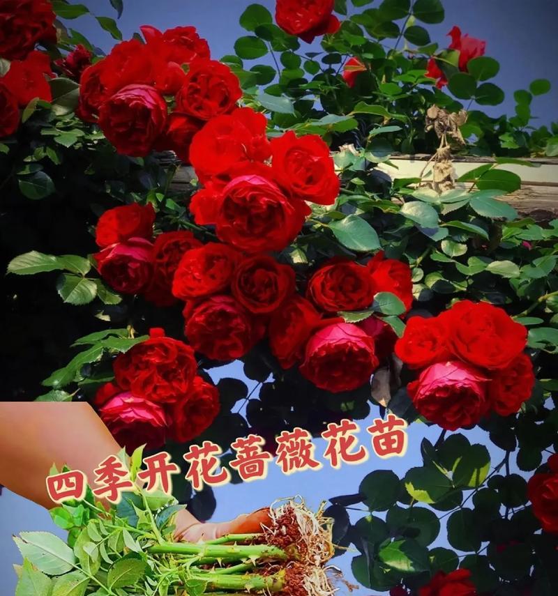 蔷薇颜色的花语寓意和象征是什么？