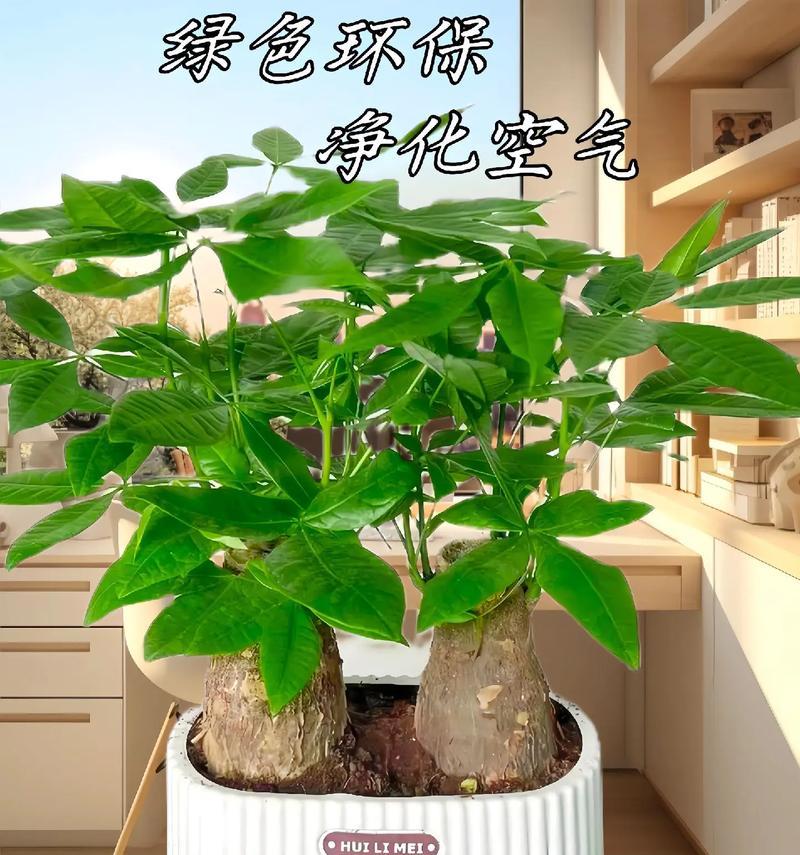 小盆栽发财树的养护技巧有哪些？
