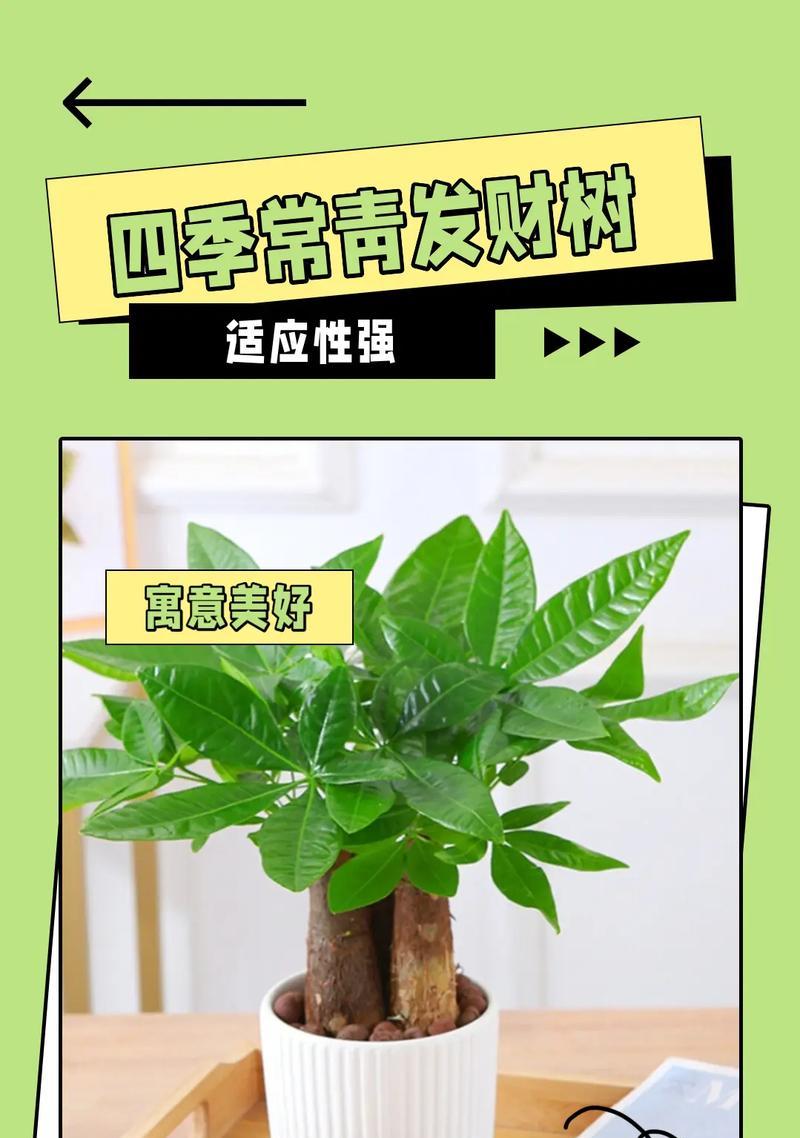 小盆栽发财树的养护技巧有哪些？