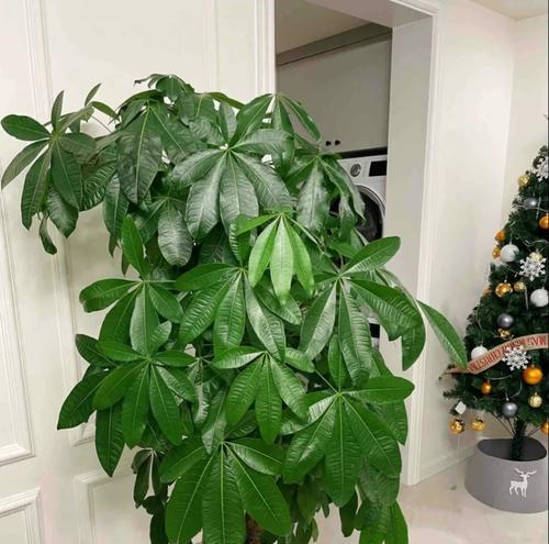 小盆栽发财树的养护技巧有哪些？