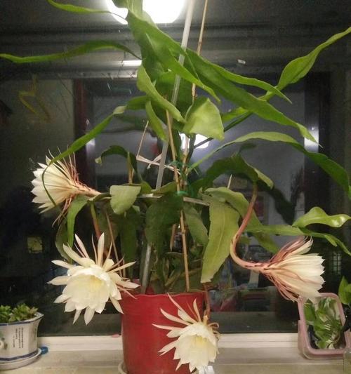 昙花的特征是什么？如何在家中种植昙花？