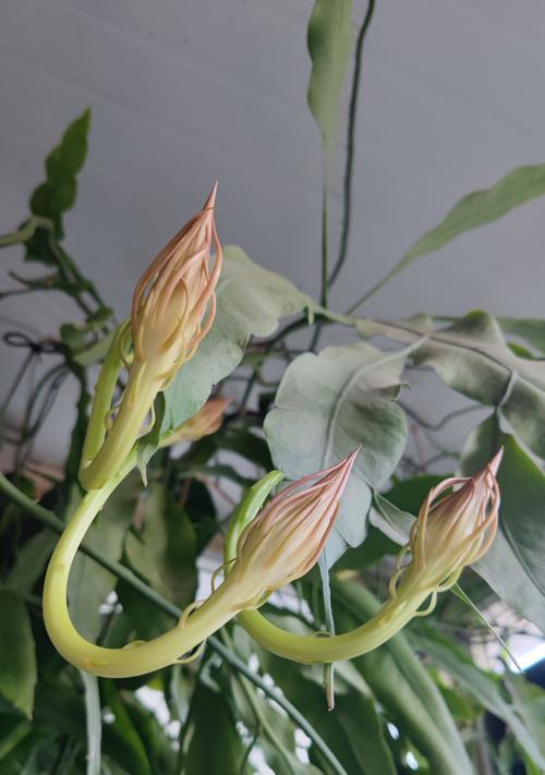 昙花的特征是什么？如何在家中种植昙花？