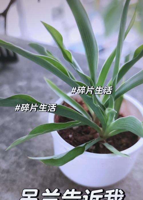 吊兰的养护方法是什么？有哪些常见问题及解决方法？