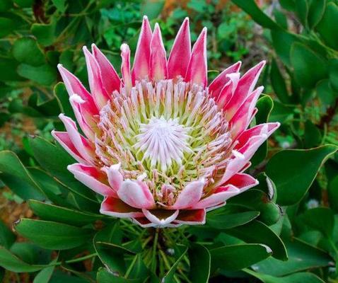紫海葵花象征着什么？