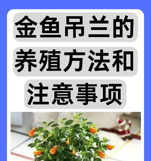 吊兰的养护方法是什么？有哪些常见问题及解决方法？