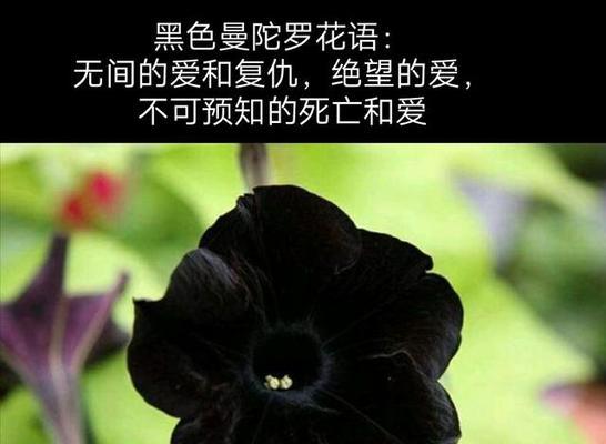 未说出口的花语有哪些？花语如何表达未言之情？
