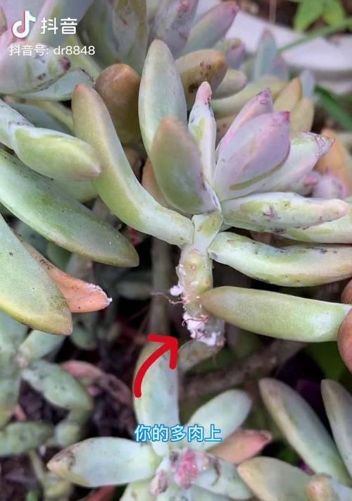 多肉植物生虫了怎么处理？
