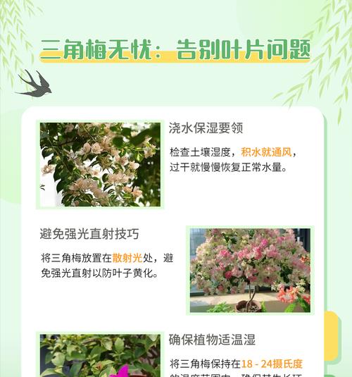 三角梅叶子干枯的原因是什么？如何有效处理？