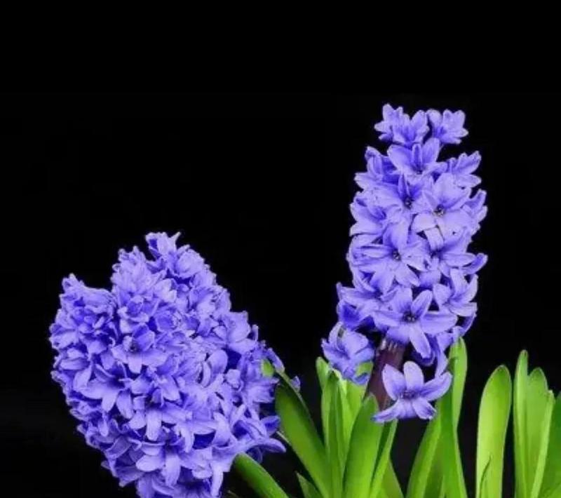 大蒜苗的花语是什么？大蒜苗在花语中代表什么？