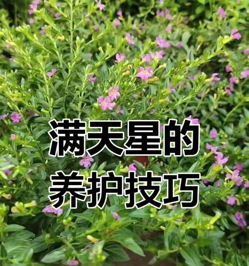 满天星发芽后如何管理？光照和水分需求是什么？