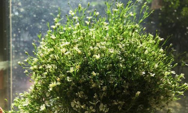 满天星发芽后如何管理？光照和水分需求是什么？